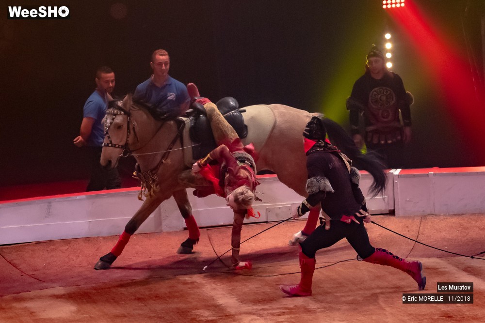 4/50 photos du spectacle Les Muratov - Equestre
