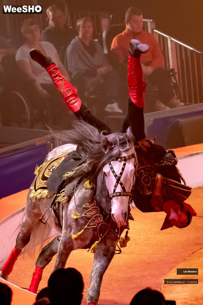 10/50 photos du spectacle Les Muratov - Equestre