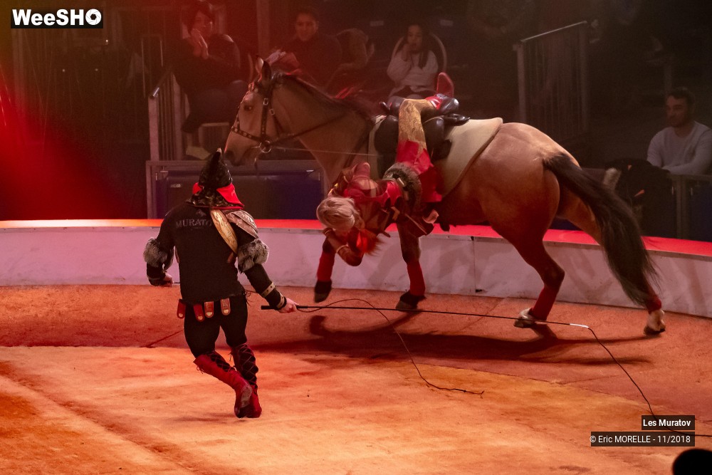 19/50 photos du spectacle Les Muratov - Equestre
