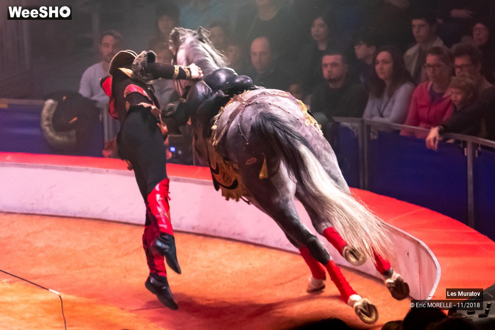 23/50 photos du spectacle Les Muratov - Equestre