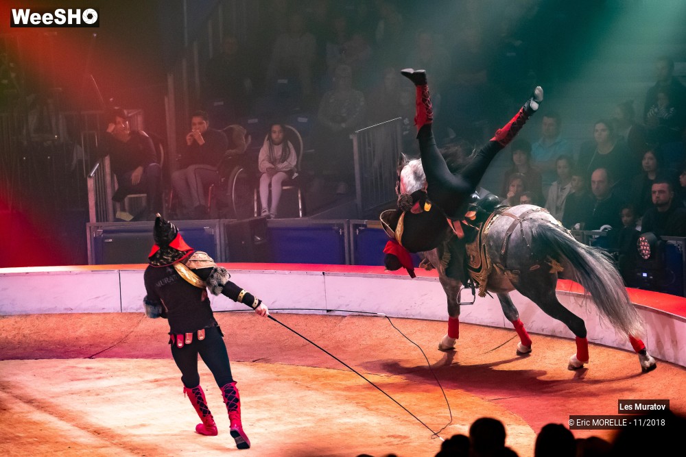 25/50 photos du spectacle Les Muratov - Equestre