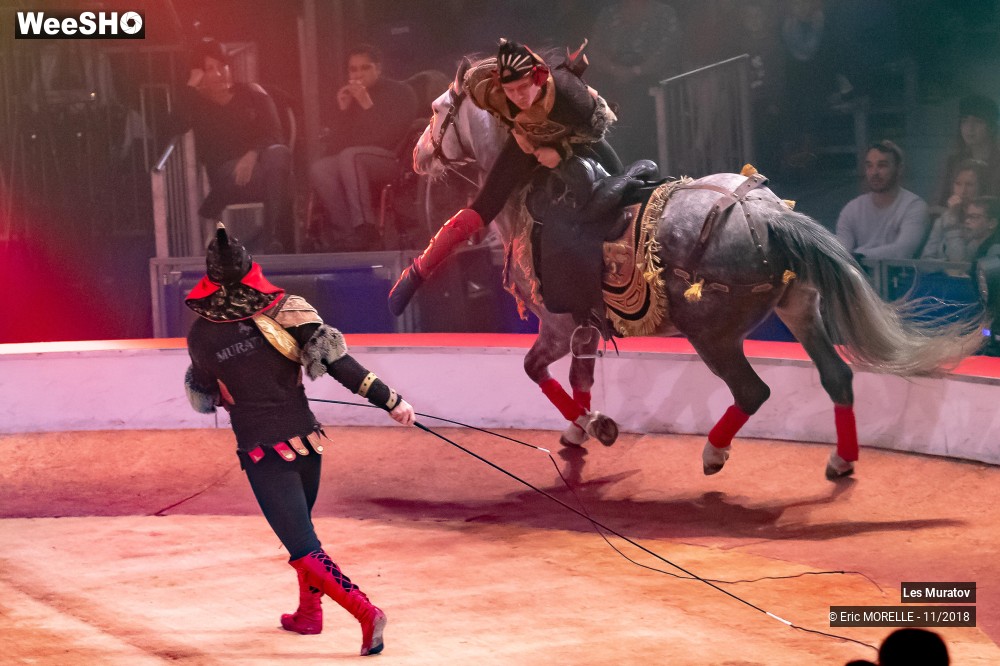 29/50 photos du spectacle Les Muratov - Equestre