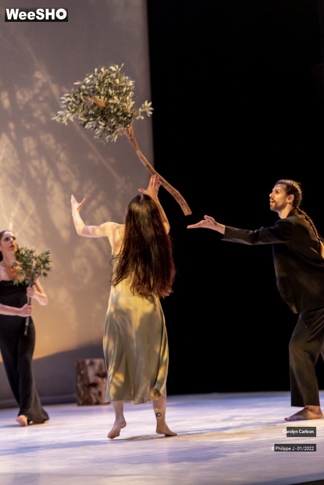 11/53 photos du spectacle The Tree