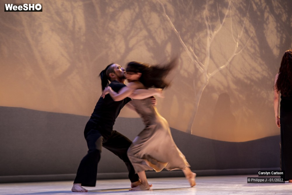 14/53 photos du spectacle The Tree