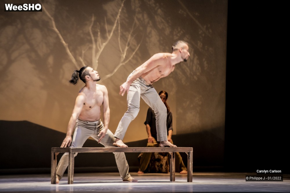 41/53 photos du spectacle The Tree