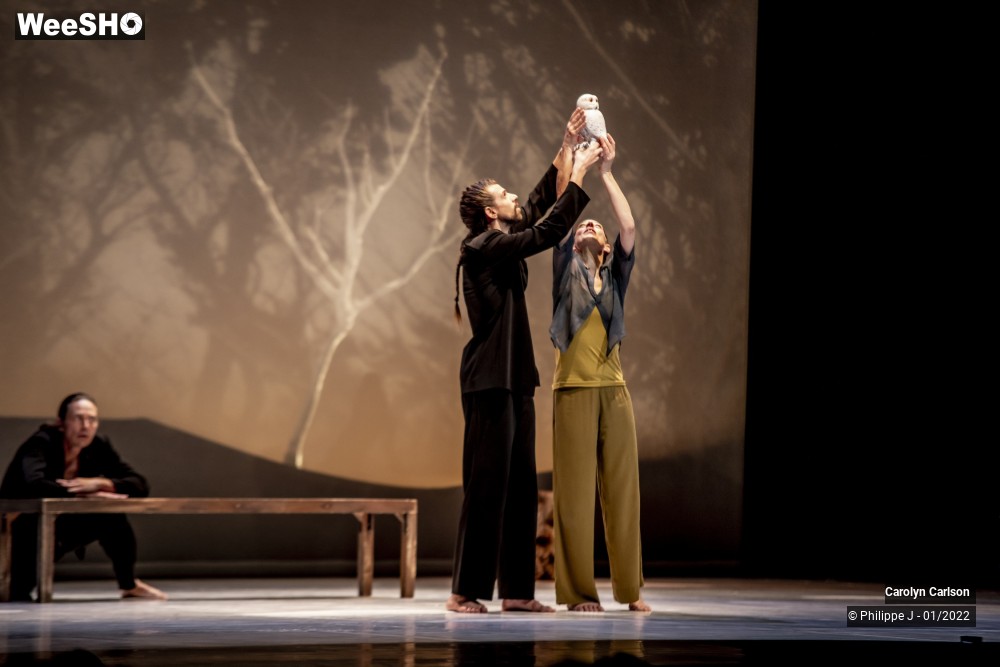 42/53 photos du spectacle The Tree