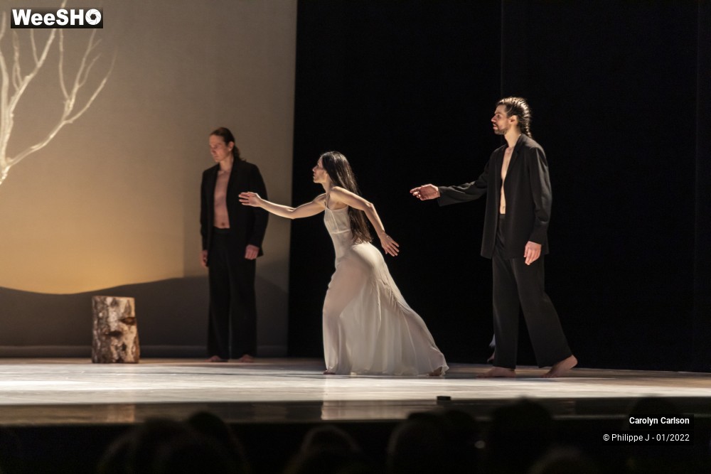 46/53 photos du spectacle The Tree