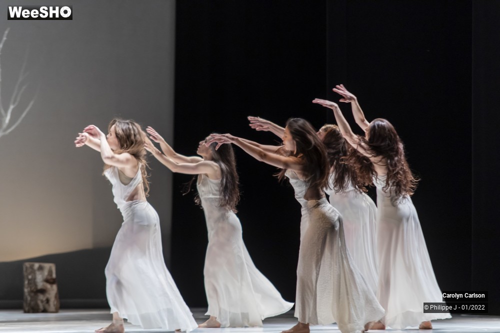 50/53 photos du spectacle The Tree