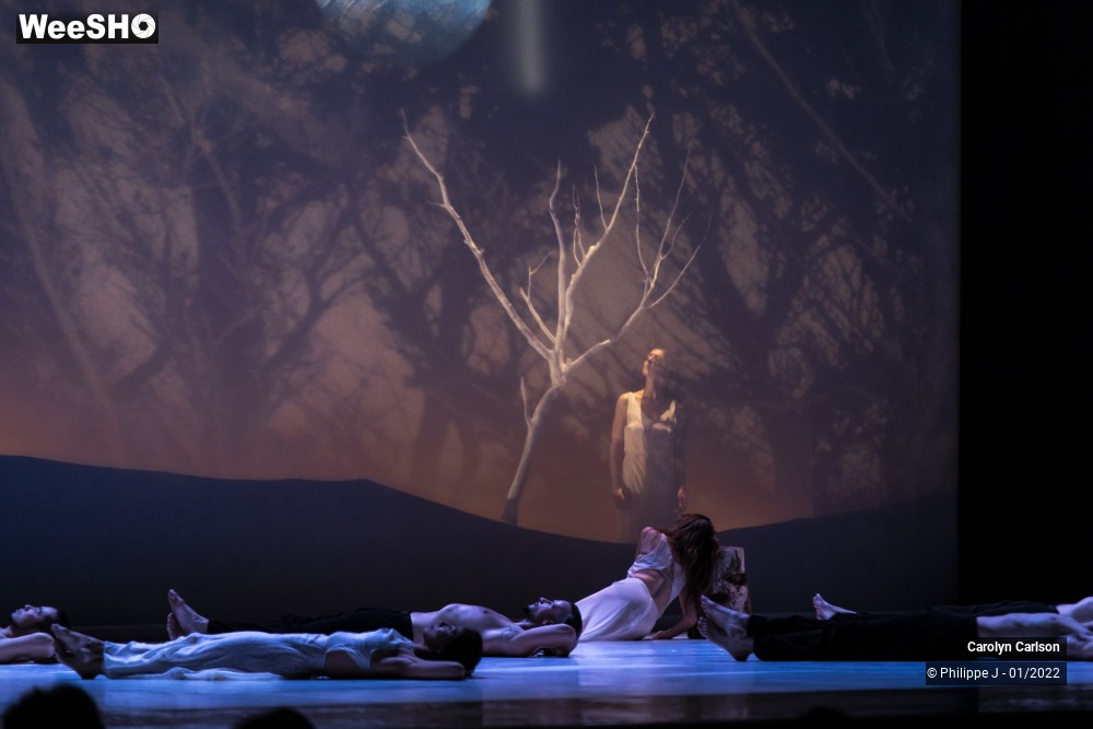 53/53 photos du spectacle The Tree