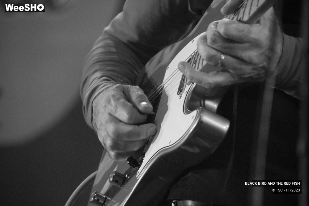 5/9 photos du spectacle BLACK BIRD AND THE RED FISH